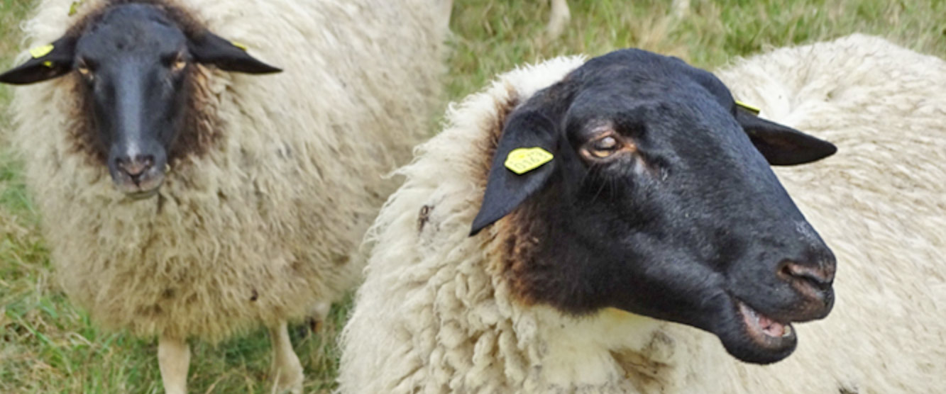 Schafwolle ist toll für Ihr Pferd - Schafwolle und Hufschuhe
