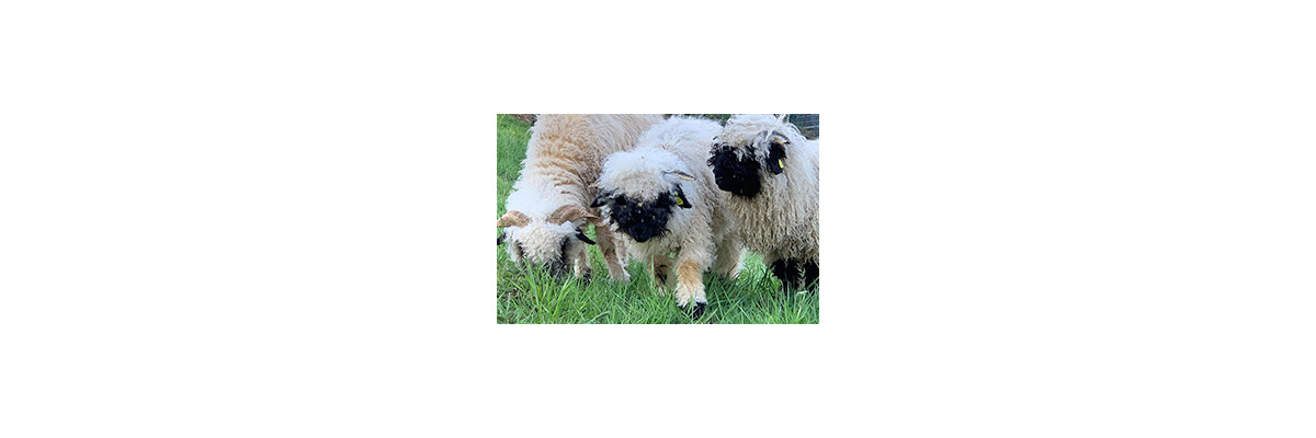 Schafwolle als Einlage - Ungewaschene Schafwolle als Einlage für Hufschuhe