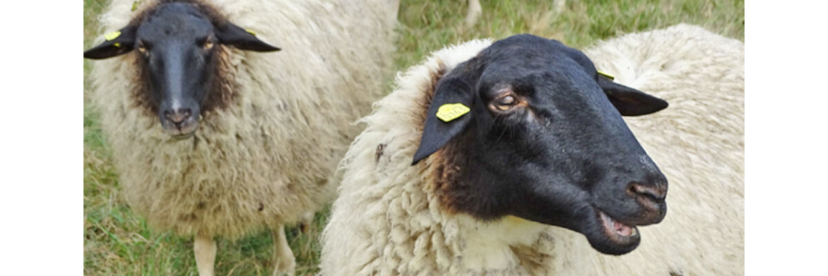 Schafwolle ist toll für Ihr Pferd - Schafwolle und Hufschuhe
