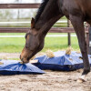 Slow Feeder HayPlay ButtonBag