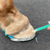 Easyshoe RS Rocker